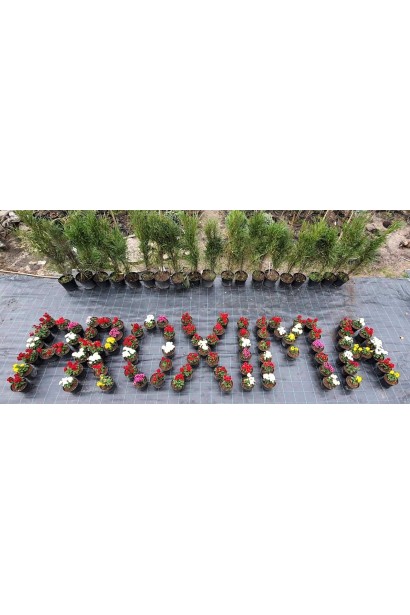 Хризантема Мультіфлора  - 1-3л/вис.15-20см/Ø15-25см